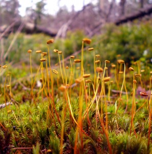 MikrokosmosimHarz900