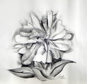 Pfingstrose 1 40 x 40