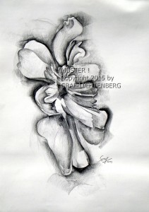 Pfingstrose 2 40 x 60