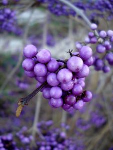 Kobaltviolett bei Lüftelberg