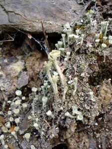 Makrokosmos Mayschoß